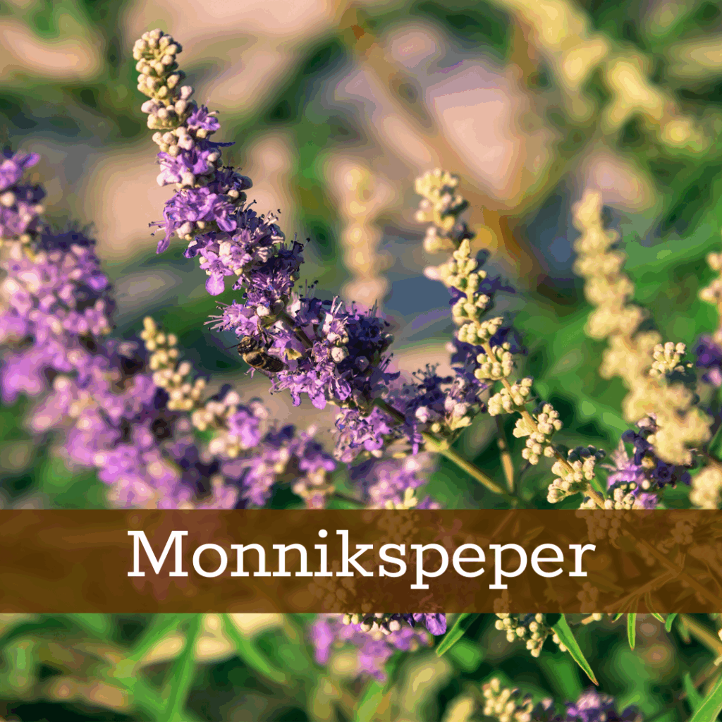 Kruidenhelen plant foto Monnikspeper
