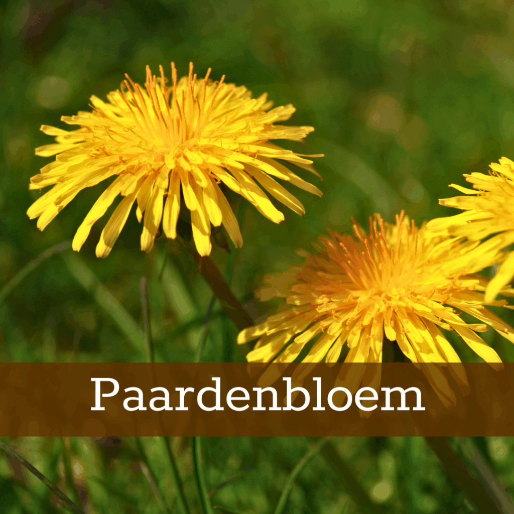 Kruidenhelen plant foto Paardenbloem