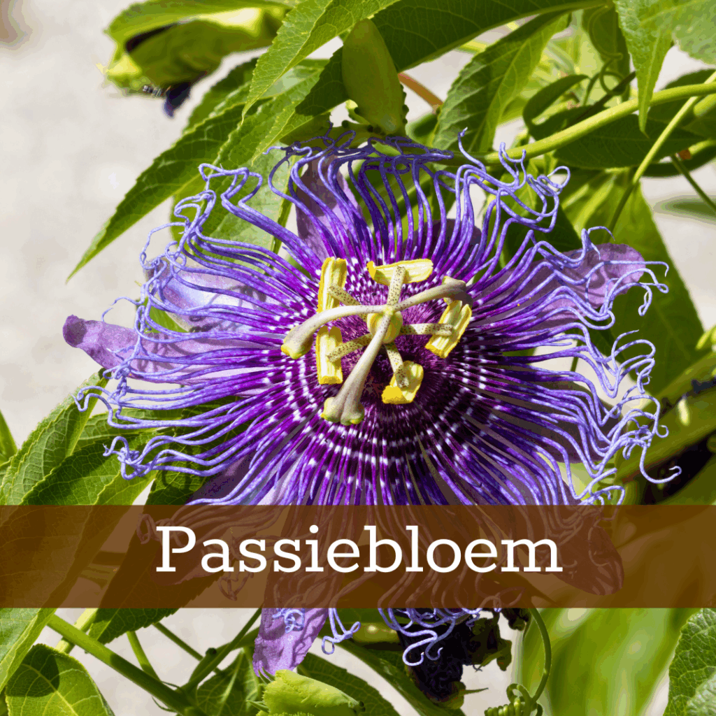 Kruidenhelen plant foto Passiebloem