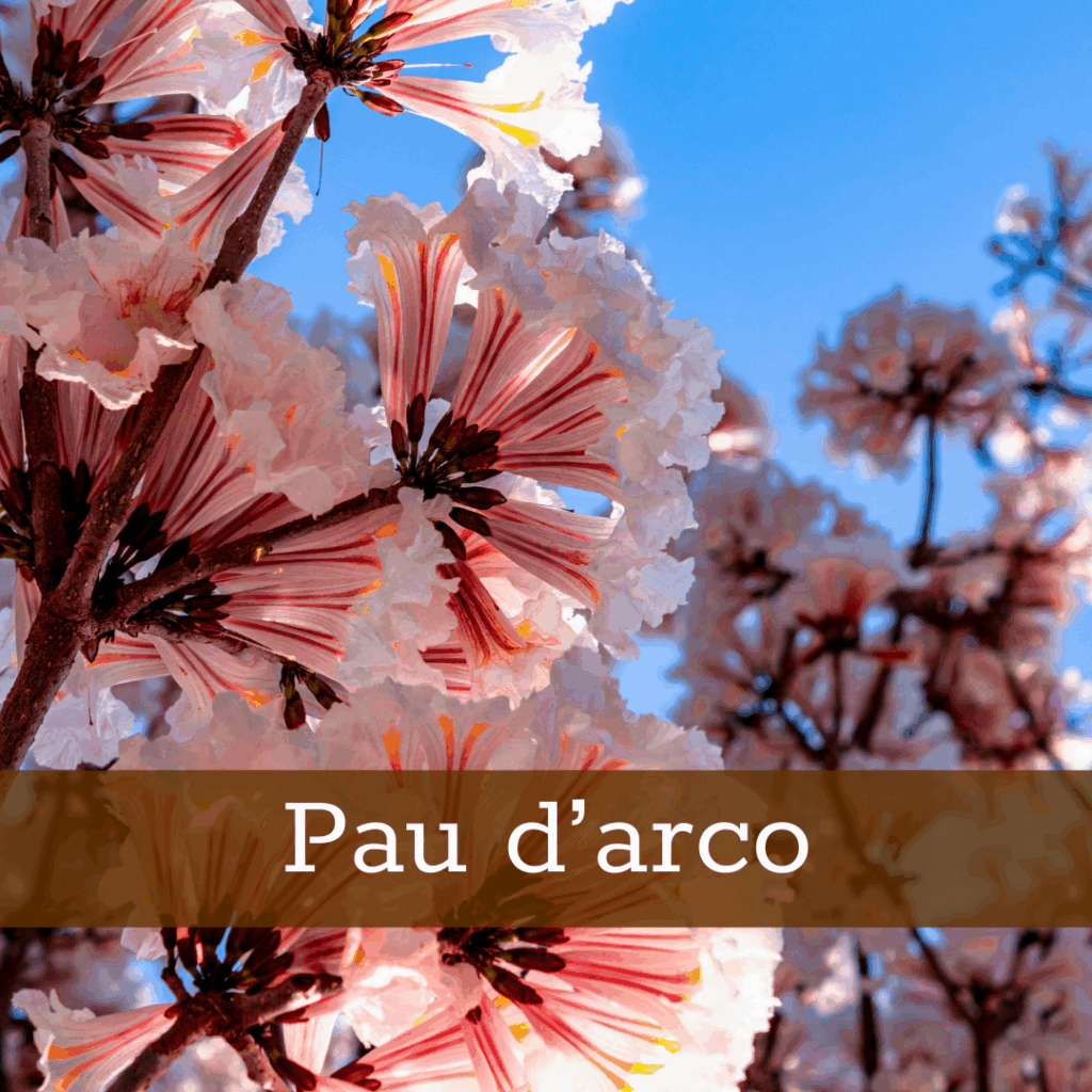 Kruidenhelen plant foto Pau d arco