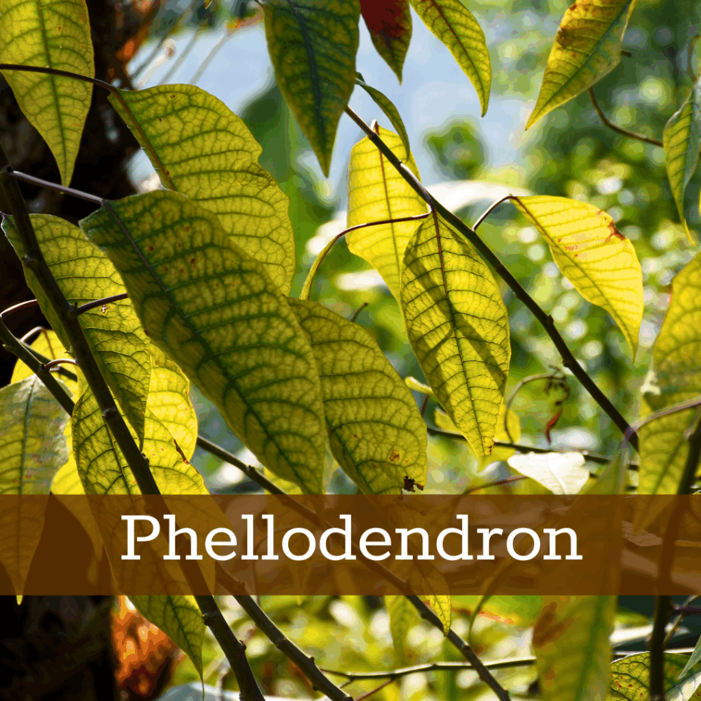 Kruidenhelen plant foto Phellodendron