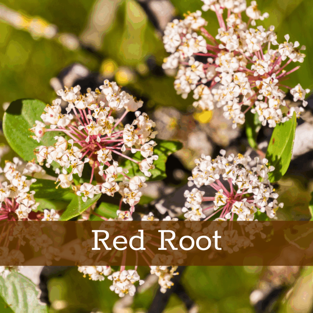 Kruidenhelen plant foto Red Root