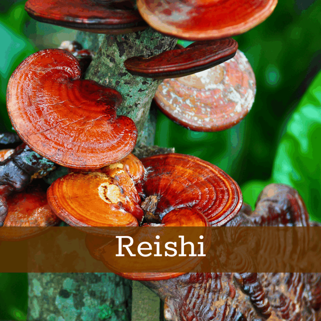 Kruidenhelen plant foto Reishi