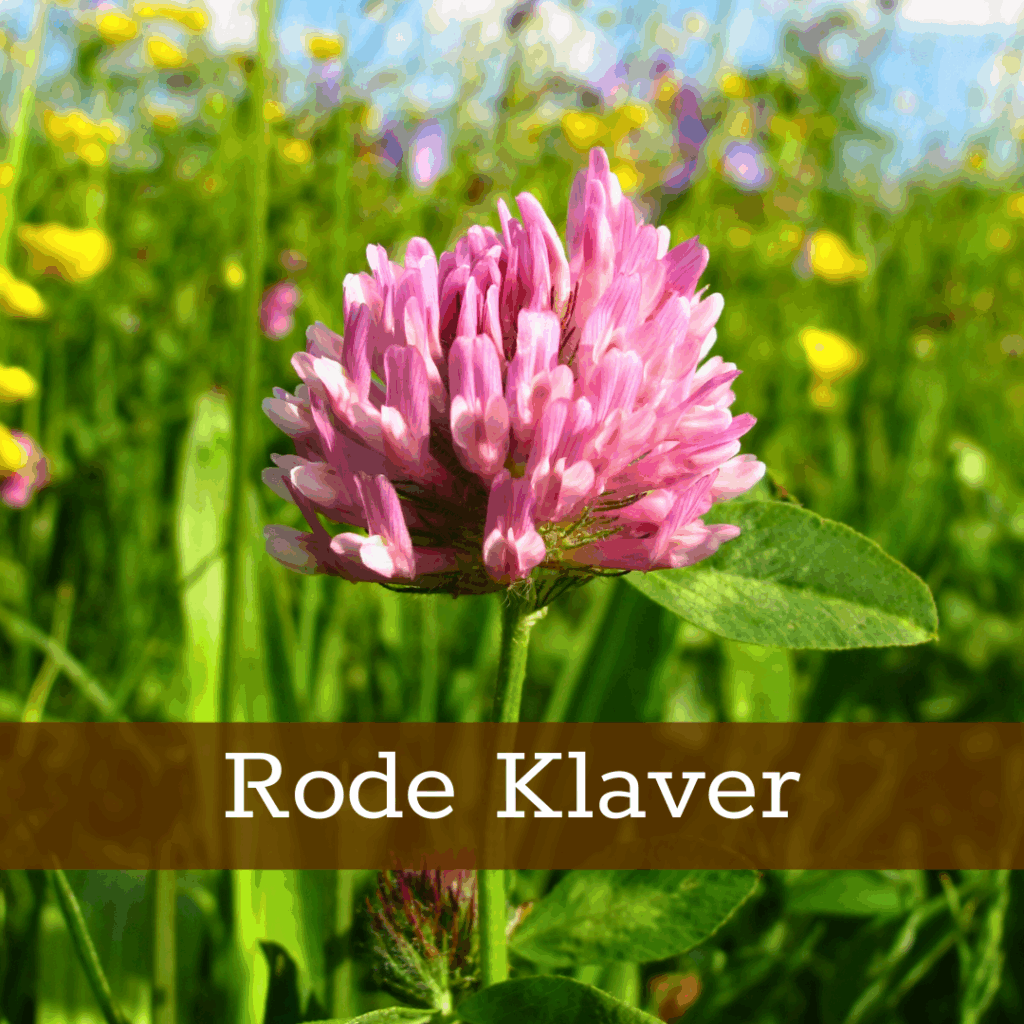 Kruidenhelen plant foto Rode Klaver