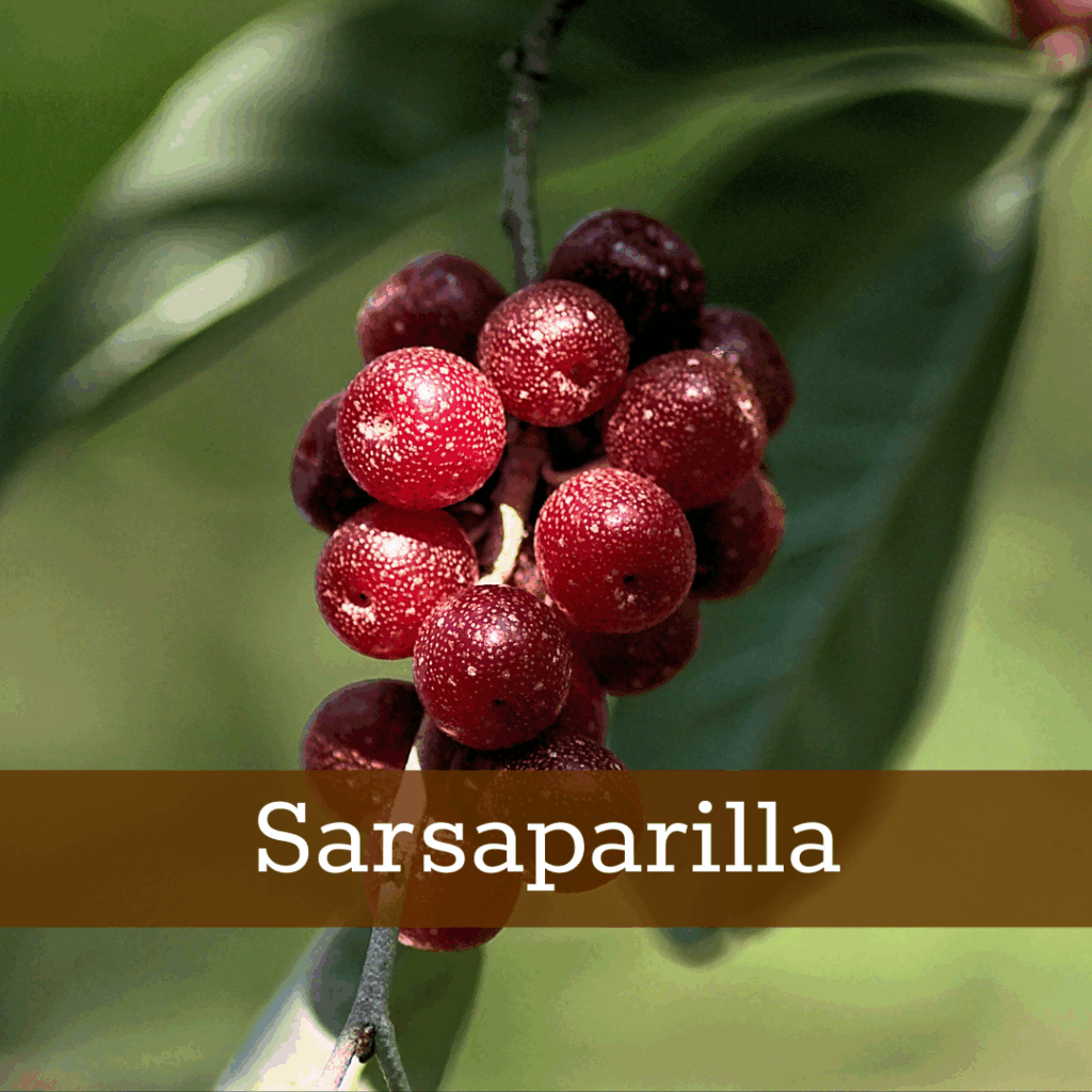 Kruidenhelen plant foto Sarsaparilla