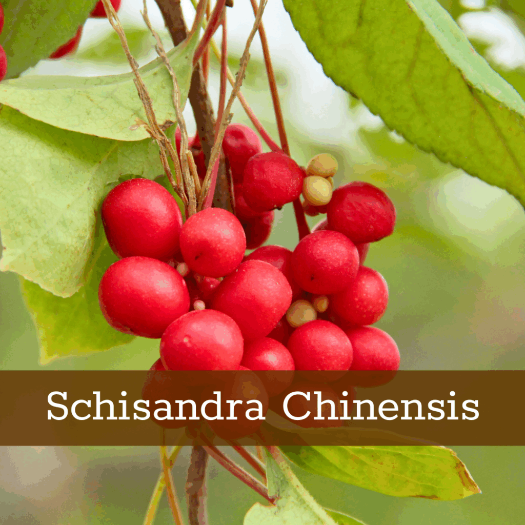 Kruidenhelen plant foto Schisandra chinensis