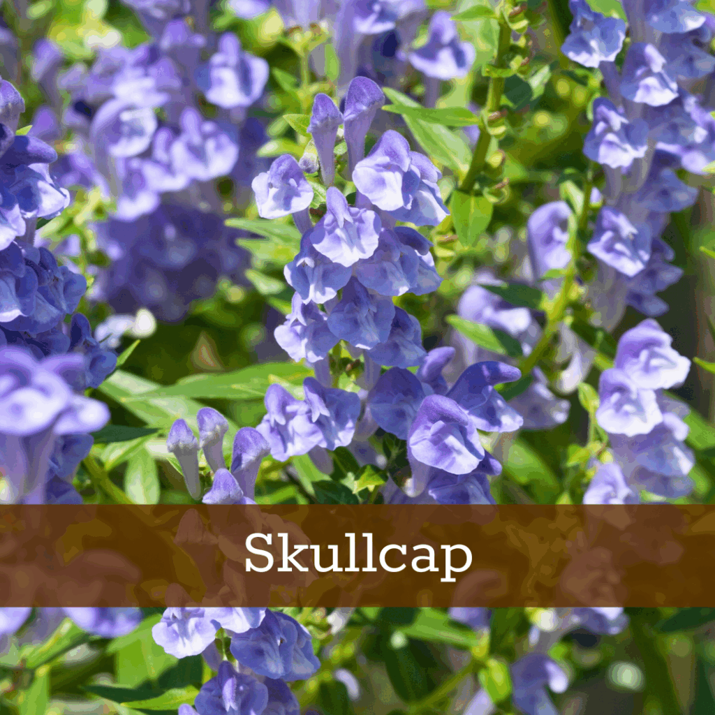 Kruidenhelen plant foto Skullcap