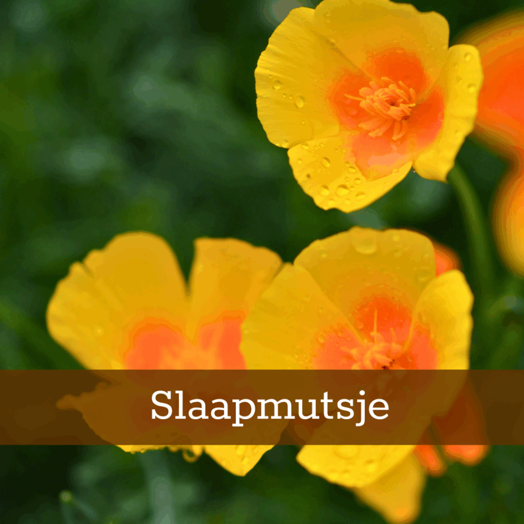 Kruidenhelen plant foto Slaapmutsje