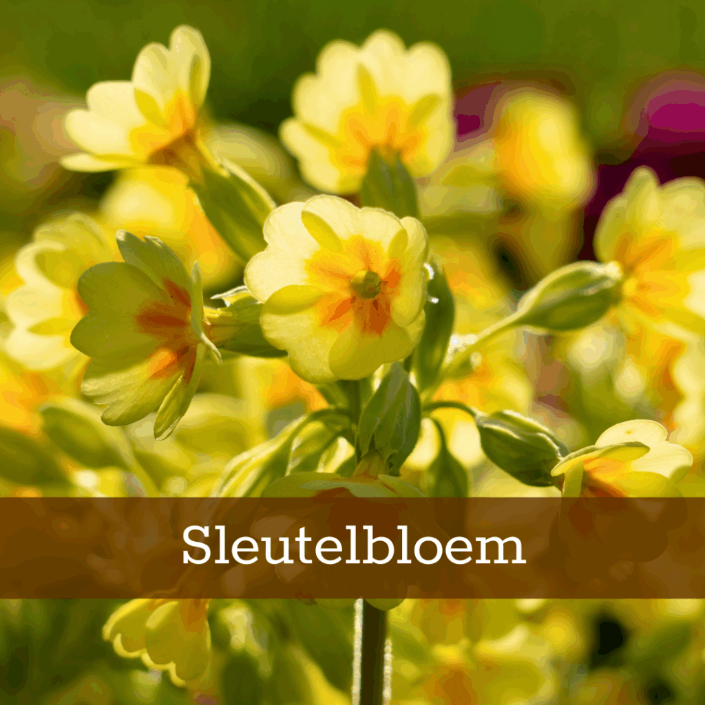 Kruidenhelen plant foto Sleutelbloem