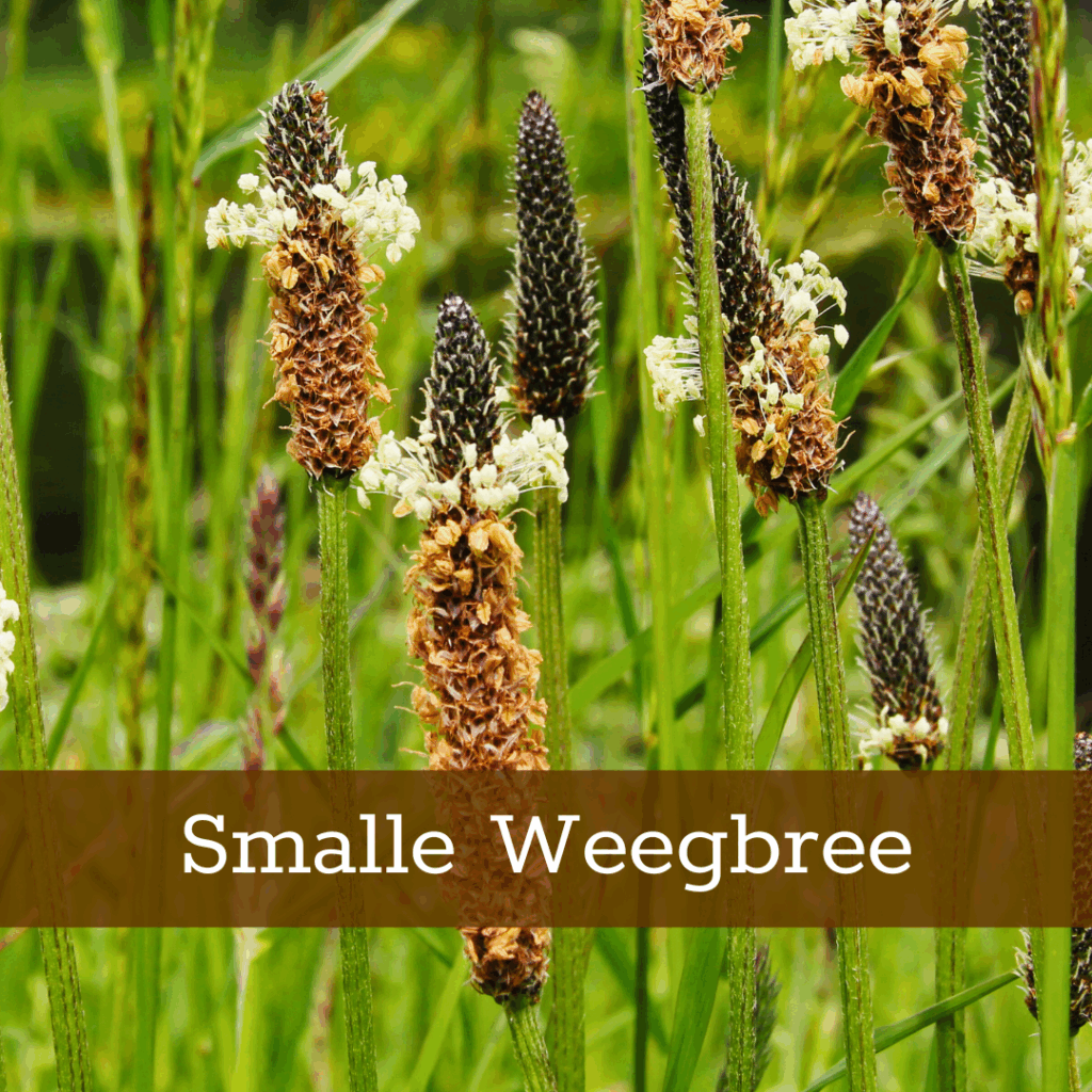 Kruidenhelen plant foto Smalle weegbree