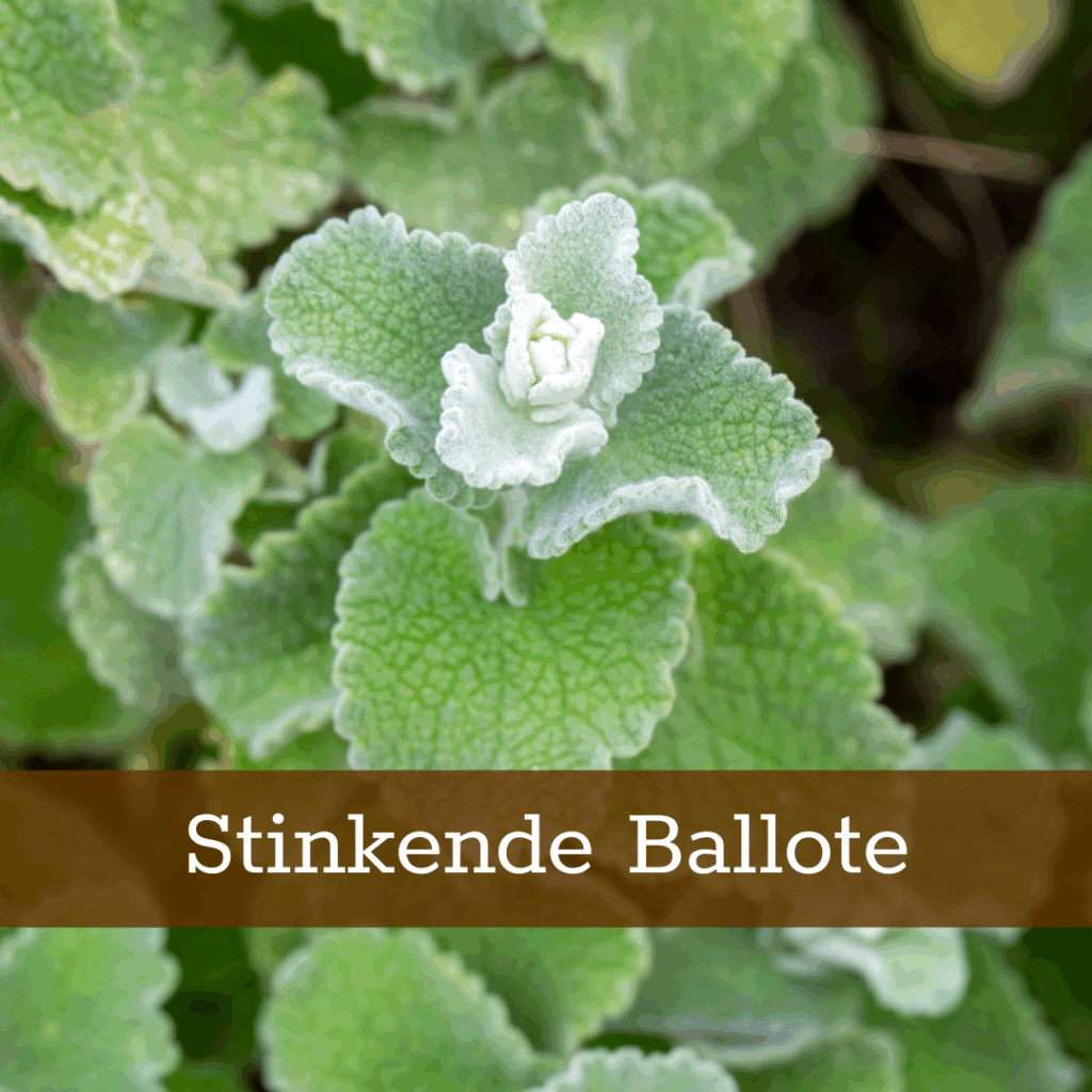 Kruidenhelen plant foto Stinkende Ballote