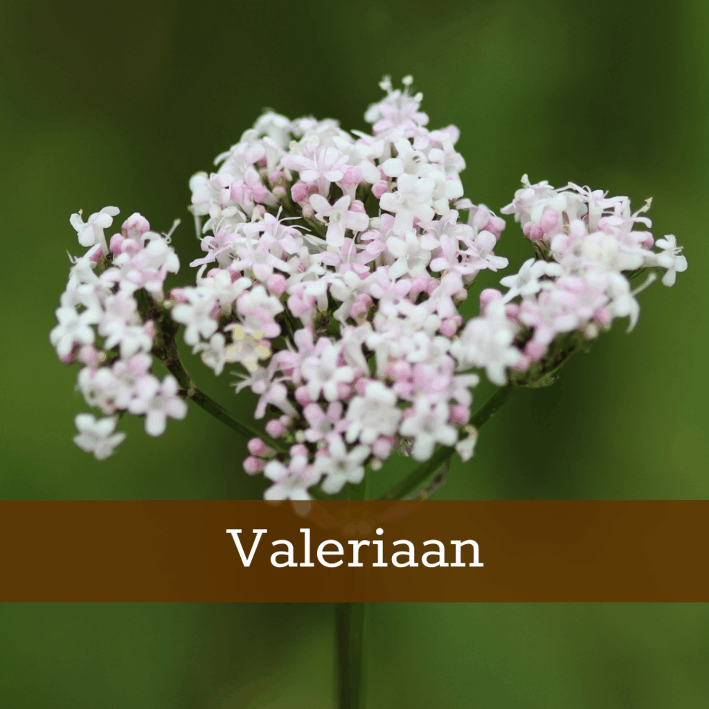 Kruidenhelen plant foto Valeriaan