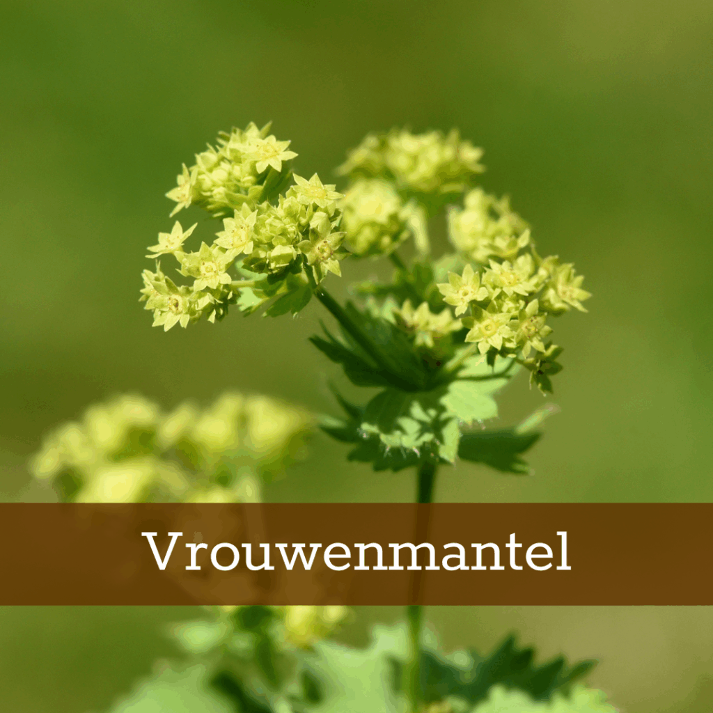 Kruidenhelen plant foto Vrouwenmantel