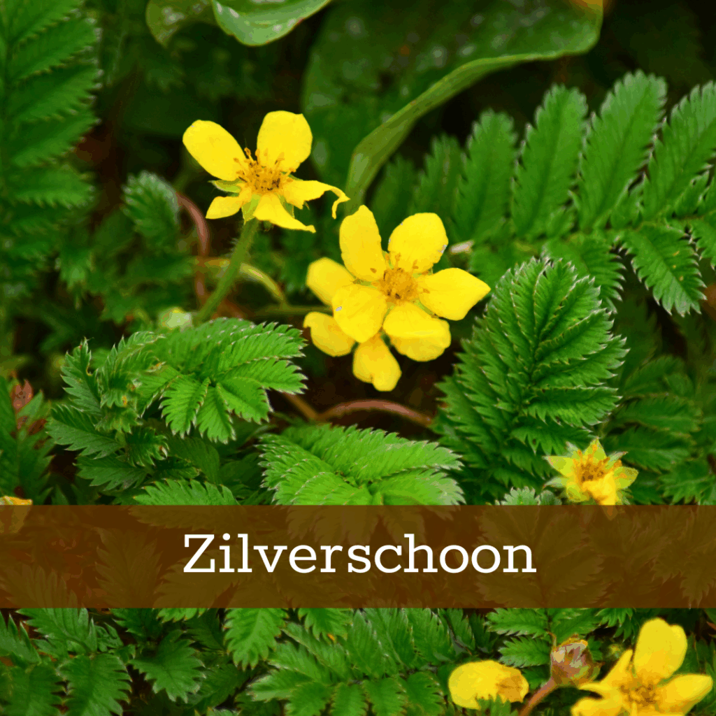 Kruidenhelen plant foto Zilverschoon