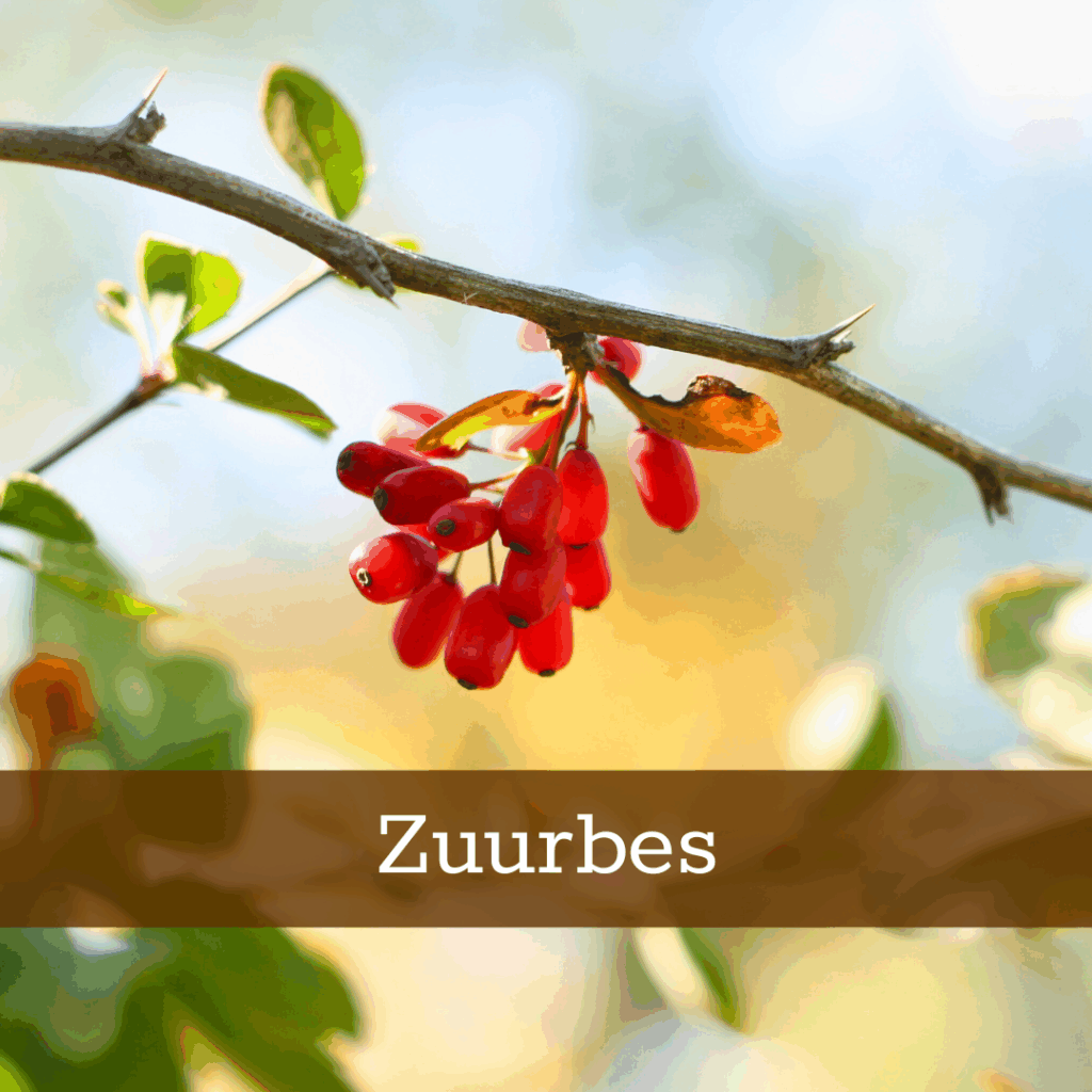 Kruidenhelen plant foto Zuurbes