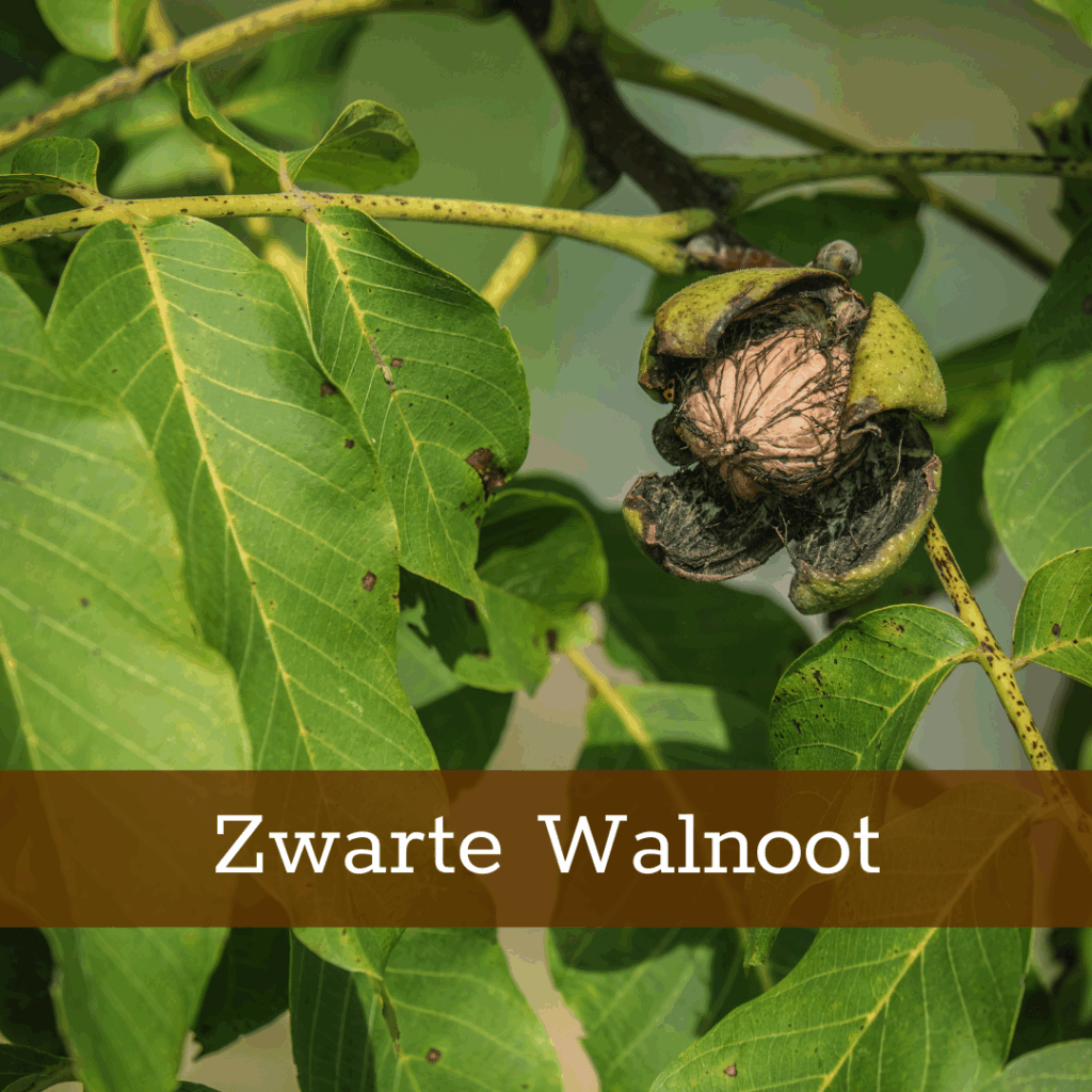 Kruidenhelen plant foto Zwarte Walnoot