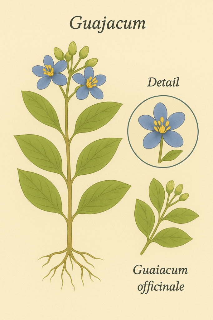 Guajacum illustratie