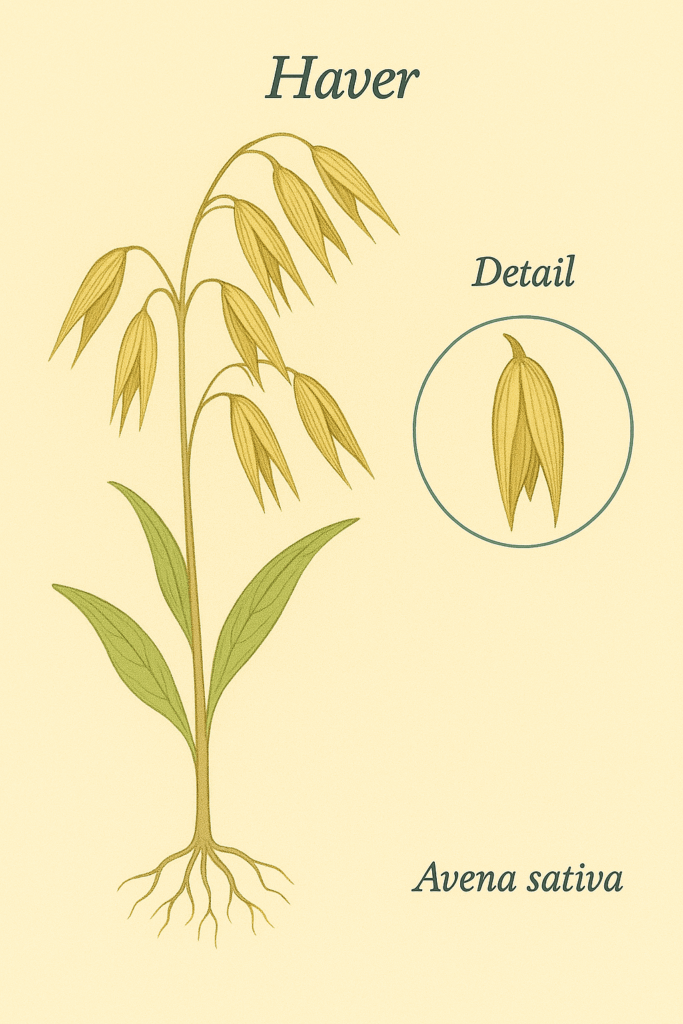 Haver illustratie