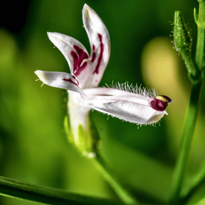 Header Kruidenhelen plant foto aandrographis Header Kruidenhelen plant foto aandrographis