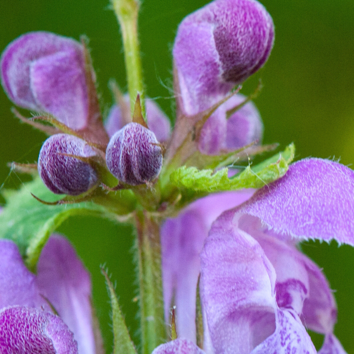 Kruidenhelen plant foto groot Glidkruid Kruidenhelen plant foto groot Glidkruid