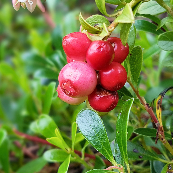 Kruidenhelen plant foto groot Beredruif Kruidenhelen plant foto groot Beredruif