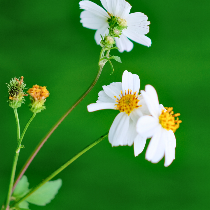 Kruidenhelen plant foto groot Bidens Pilosa Kruidenhelen plant foto groot Bidens Pilosa