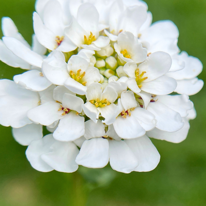 Kruidenhelen plant foto groot Bittere scheefbloem