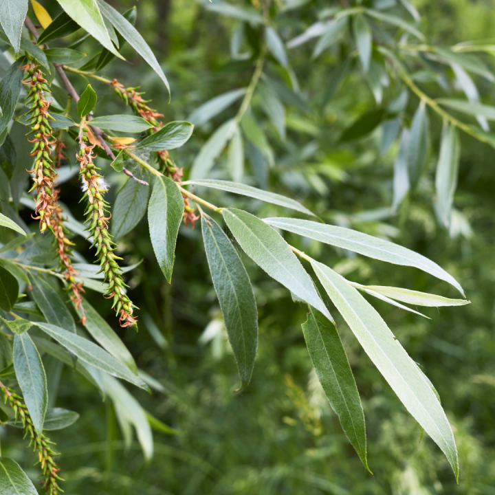 Kruidenhelen plant foto groot Bittere wilgKruidenhelen plant foto groot Bittere wilg