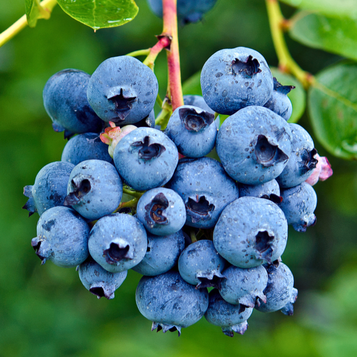 Kruidenhelen plant foto groot Blauwe bes