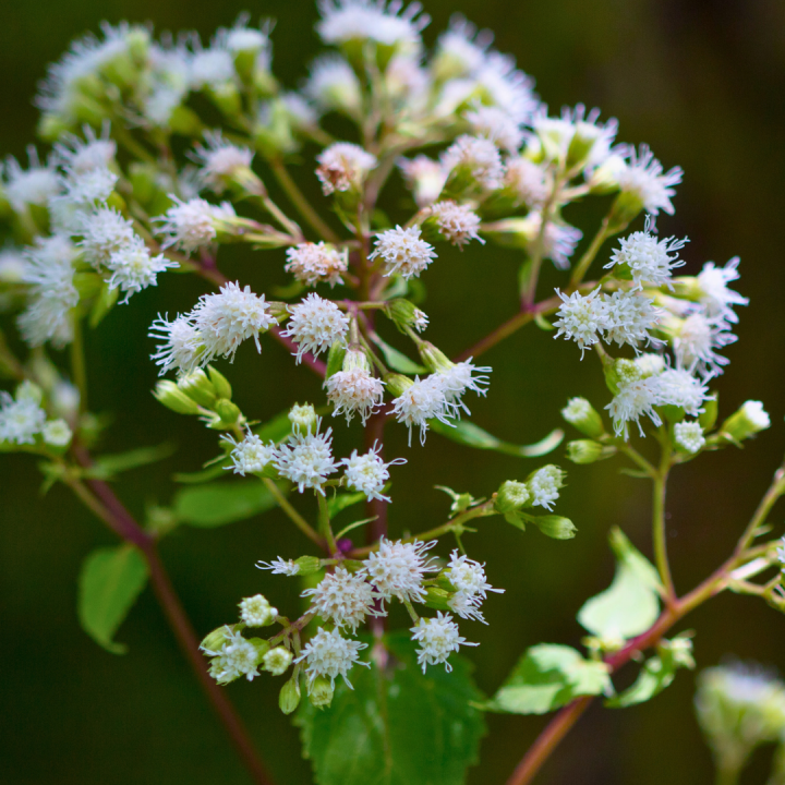 Kruidenhelen plant foto groot Boneset