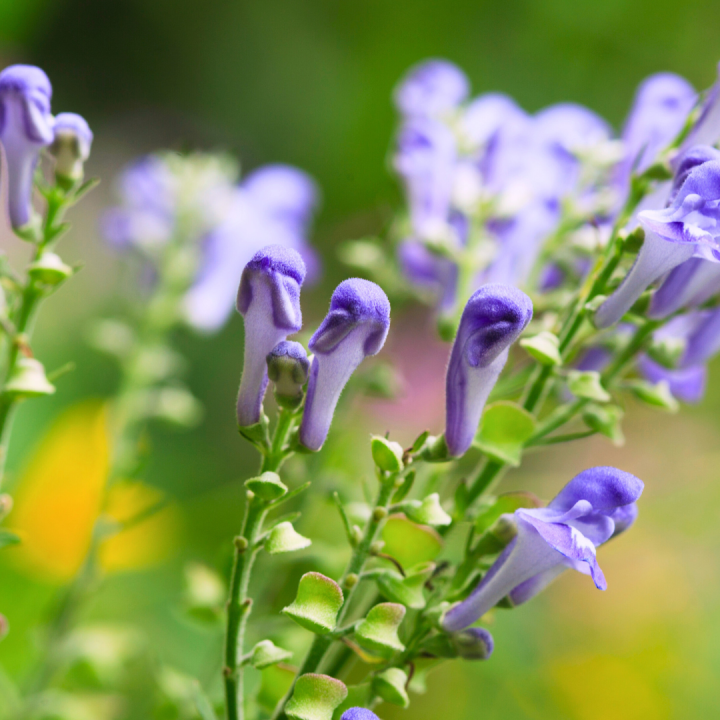 Kruidenhelen plant foto groot Chinese Skullcap