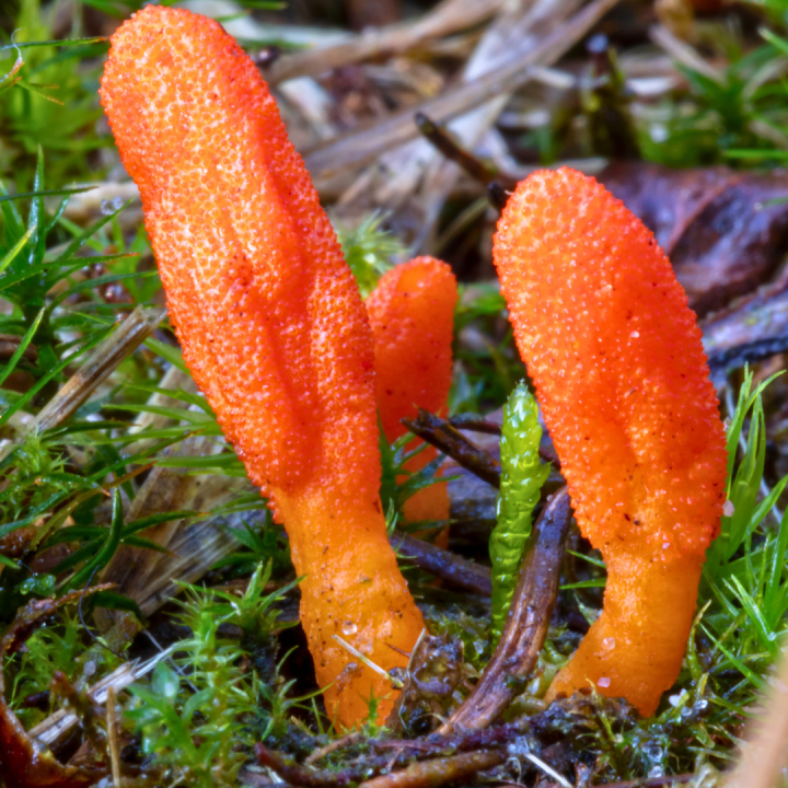 Kruidenhelen plant foto groot Cordyceps