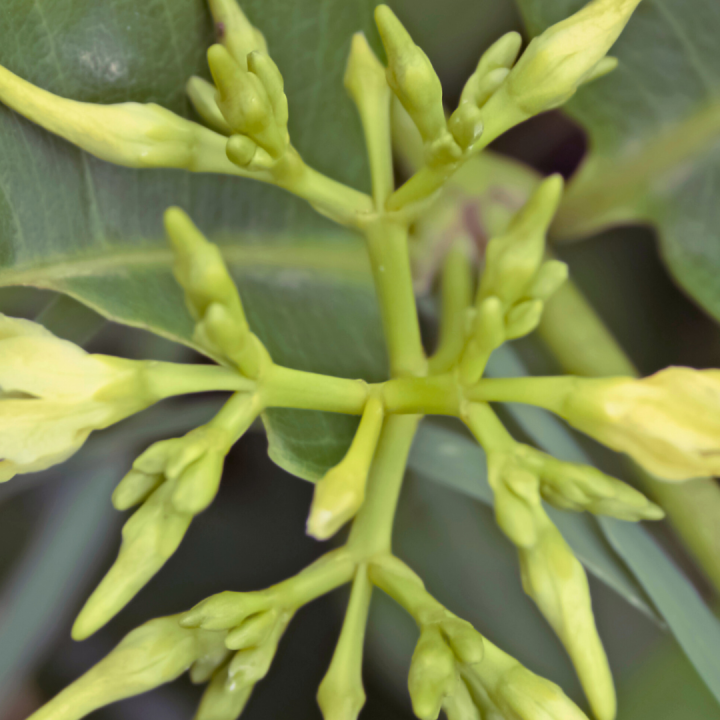 Kruidenhelen plant foto groot Cryptolepis sanguinolenta