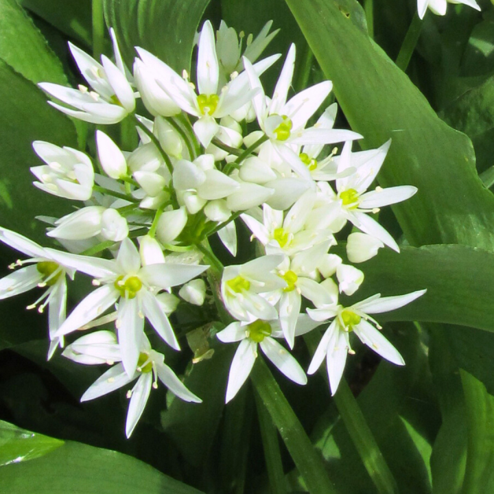 Kruidenhelen plant foto groot Daslook Kruidenhelen plant foto groot Daslook