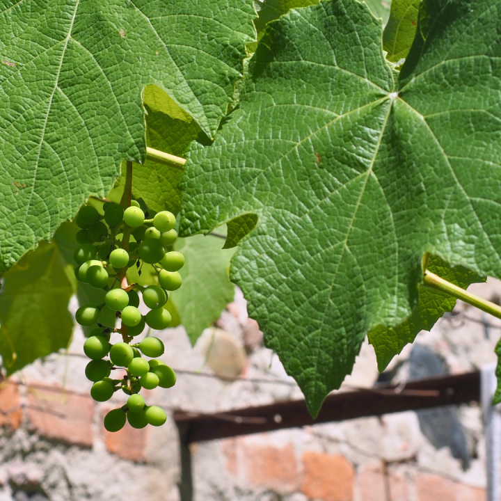 Kruidenhelen plant foto groot Druifblad Kruidenhelen plant foto groot Druifblad