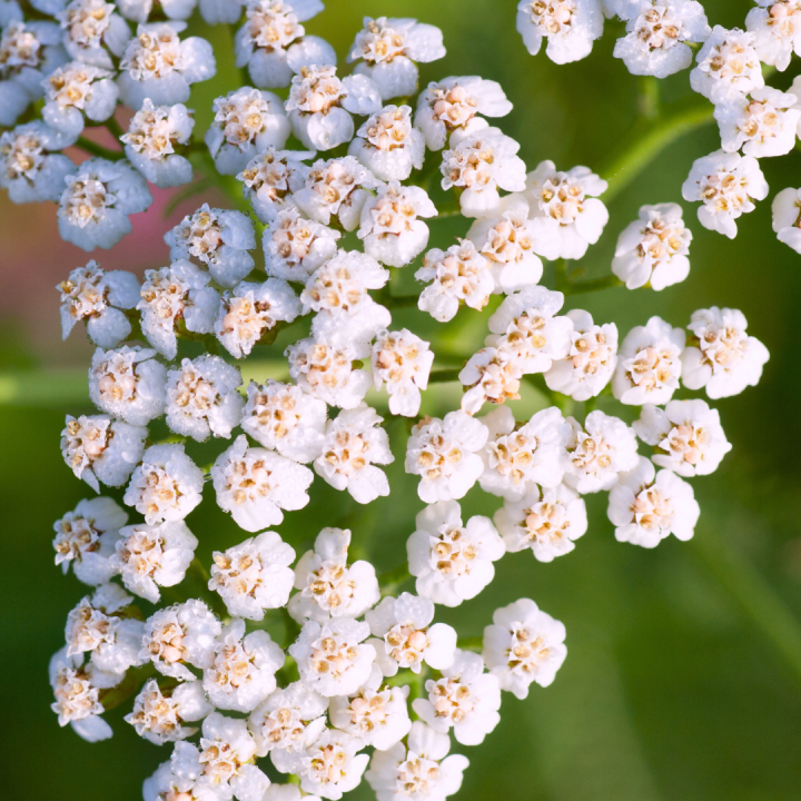 Kruidenhelen plant foto groot Duizendblad Kruidenhelen plant foto groot Duizendblad