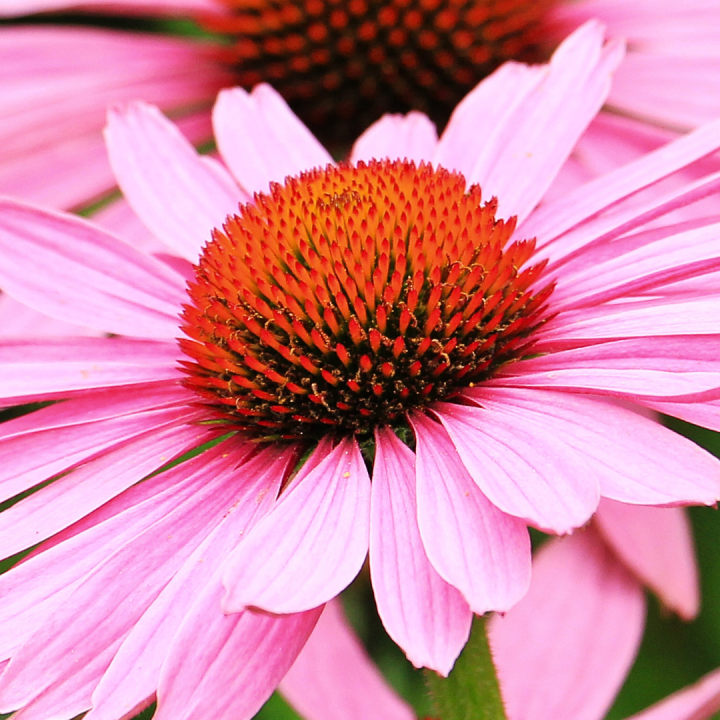 Kruidenhelen plant foto groot Echinacea Kruidenhelen plant foto groot Echinacea