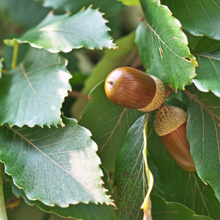 Kruidenhelen plant foto groot Eik Kruidenhelen plant foto groot Eik