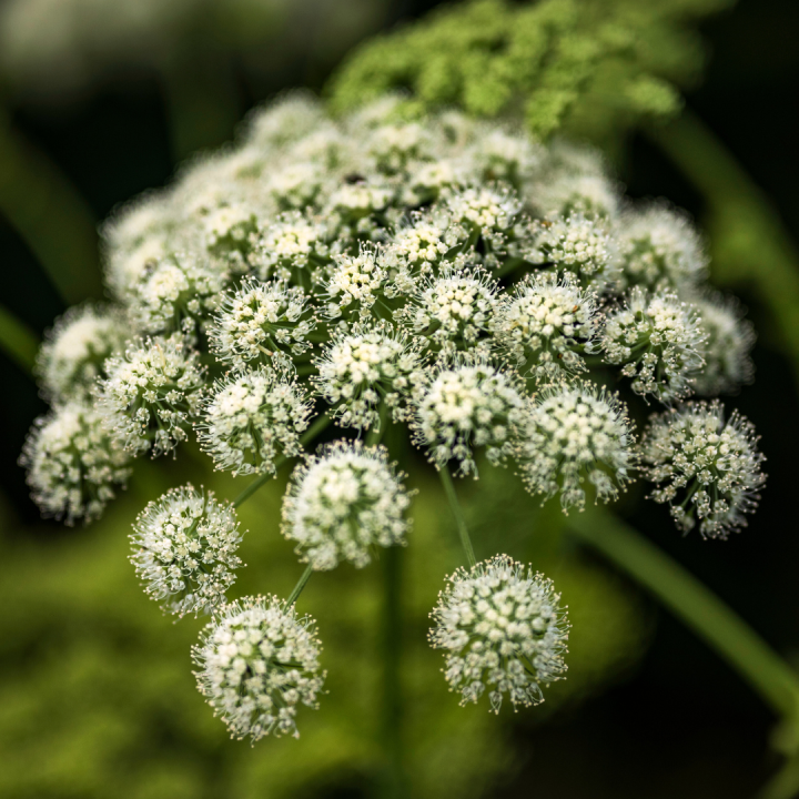 Kruidenhelen plant foto groot Engelwortel Kruidenhelen plant foto groot Engelwortel