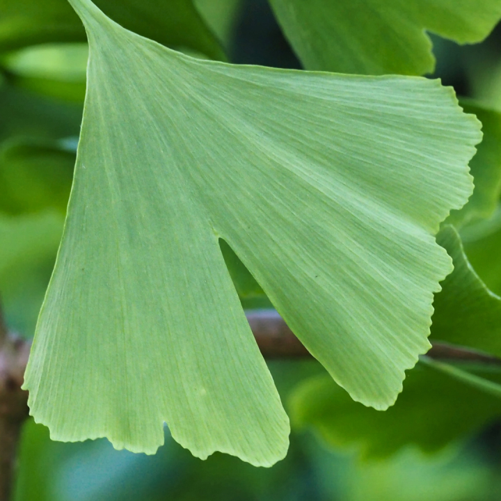 Kruidenhelen plant foto groot Gingko Biloba