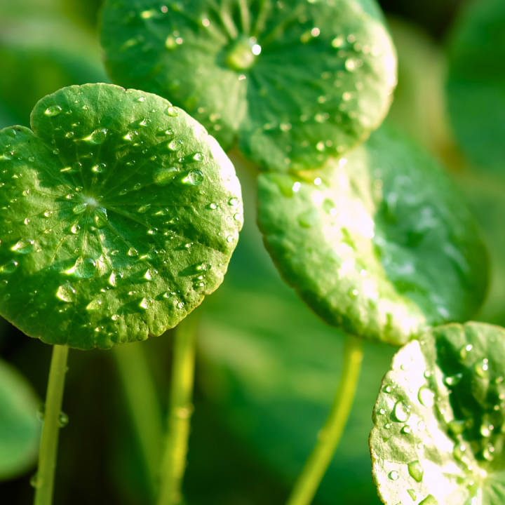 Kruidenhelen plant foto groot Gotu Kola