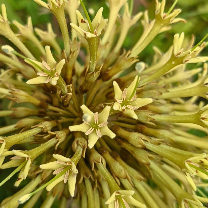 Kruidenhelen plant foto groot Gou Teng Kruidenhelen plant foto groot Gou Teng