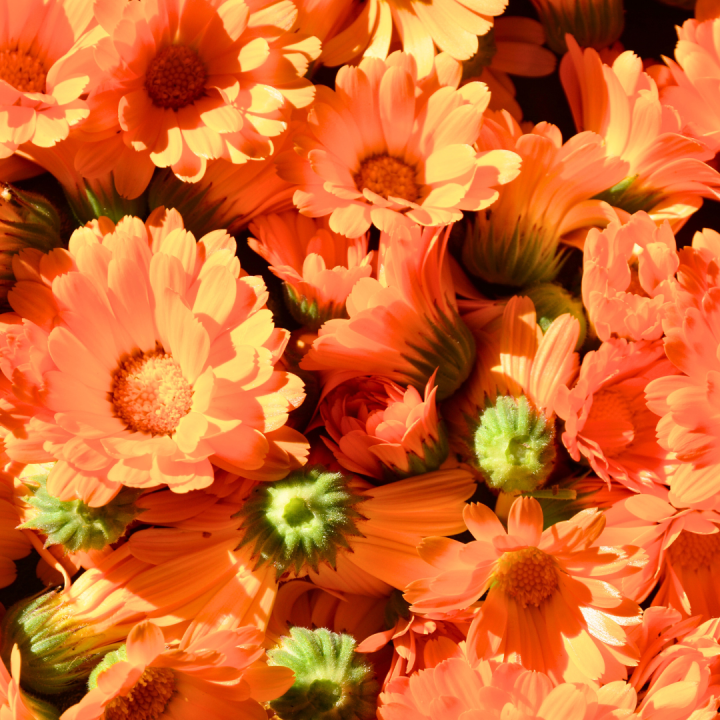 Kruidenhelen plant foto groot Goudsbloem Kruidenhelen plant foto groot Goudsbloem