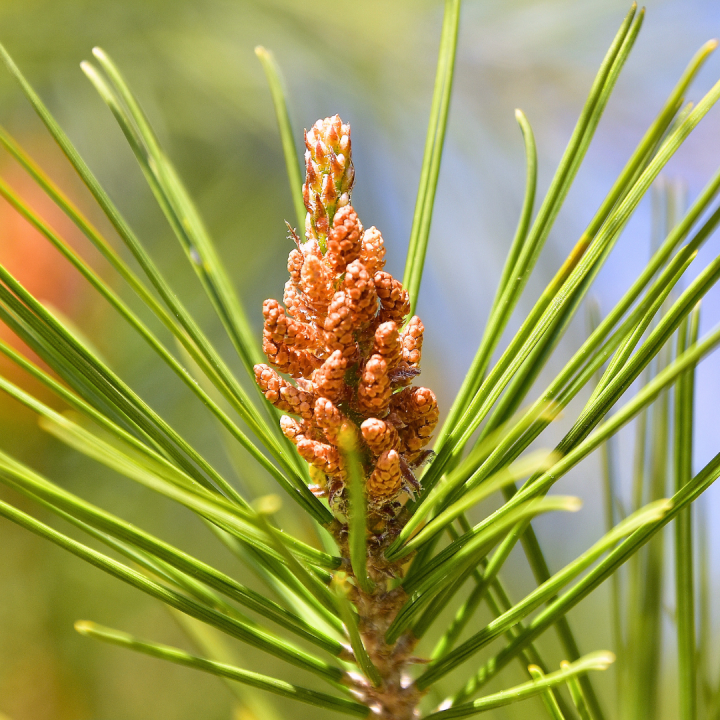 Kruidenhelen plant foto groot Grove Den Kruidenhelen plant foto groot Grove Den