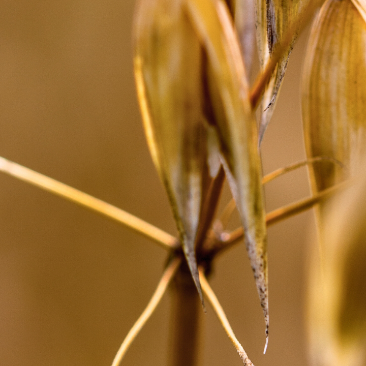 Kruidenhelen plant foto groot Haver Kruidenhelen plant foto groot Haver