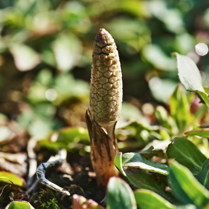 Kruidenhelen plant foto groot Heermoes Kruidenhelen plant foto groot Heermoes