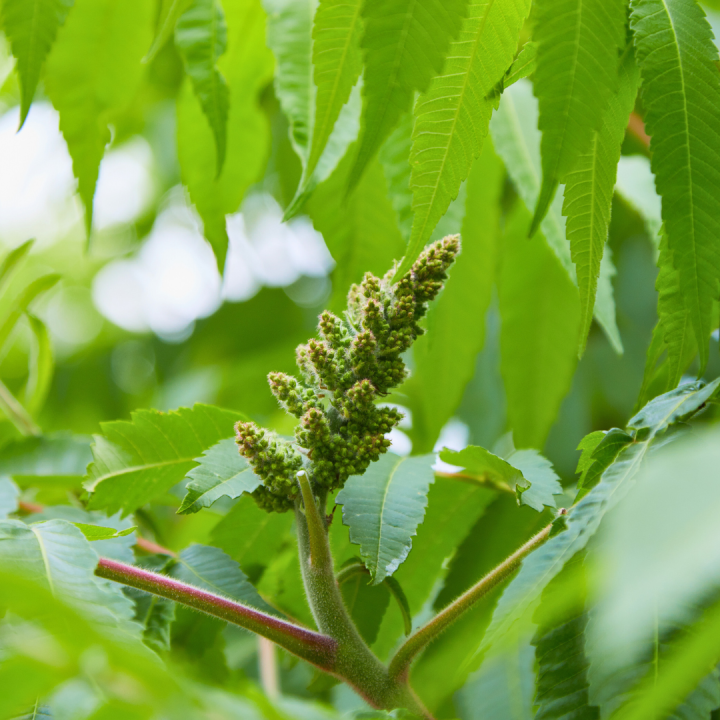Kruidenhelen plant foto groot Hemelboom Kruidenhelen plant foto groot Hemelboom