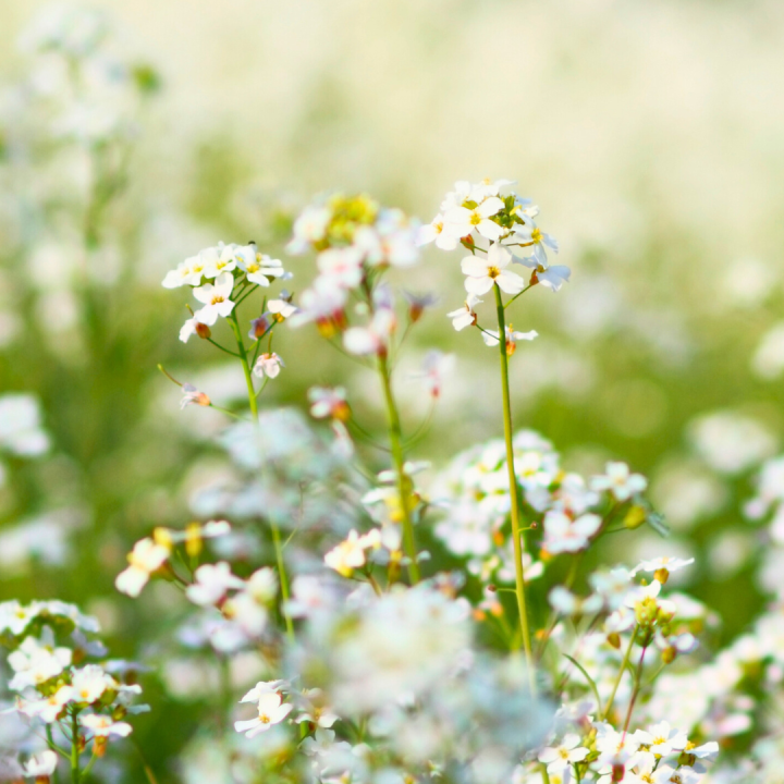 Kruidenhelen plant foto groot Herderstasje Kruidenhelen plant foto groot Herderstasje