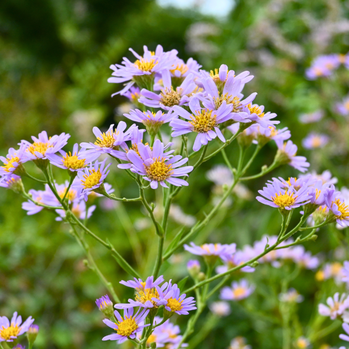 Kruidenhelen plant foto groot Herfstaster Kruidenhelen plant foto groot Herfstaster