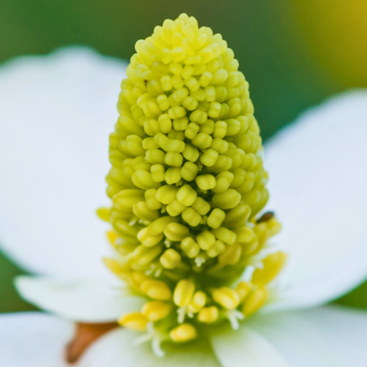 Kruidenhelen plant foto groot Houttuynia cordata